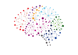 Cerveau2.png