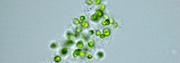 biogeochimie_env_ecotox 180x60.jpg