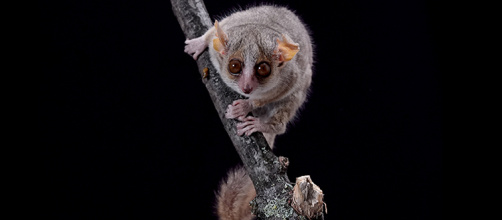MouseLemur_Web.jpg